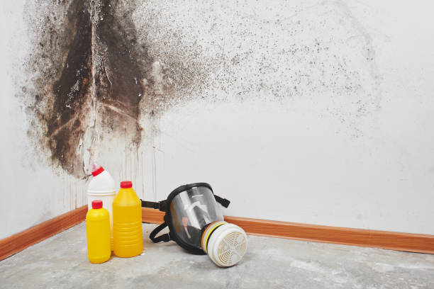 Best Mold Damage Repair  in Raymond, WI