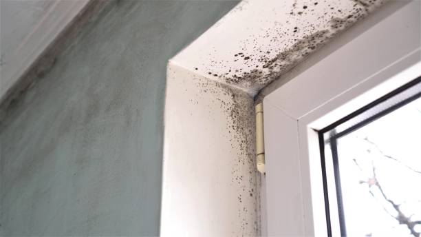 Best Crawl Space Mold Removal  in Raymond, WI