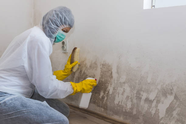 Best Mold Removal Near Me  in Raymond, WI