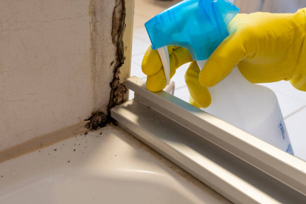 Best Mold Remediation  in Raymond, WI