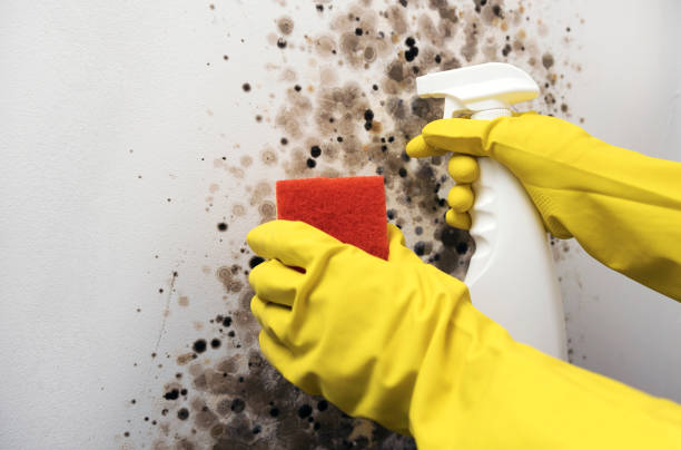 Best Toxic Mold Removal  in Raymond, WI