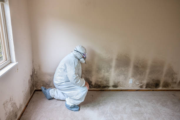 Best Mold Remediation  in Raymond, WI