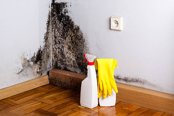 Best Home Mold Removal  in Raymond, WI