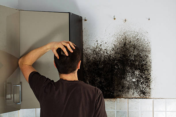 Best Mold Removal Company Near Me  in Raymond, WI