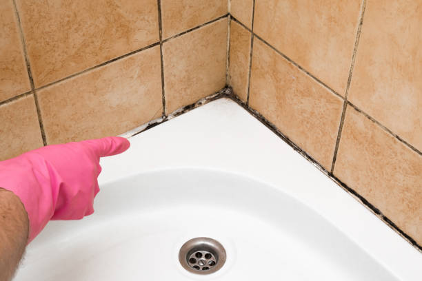 Office Mold Removal Services in Raymond, WI